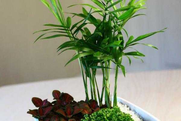 袖珍椰子什么時候開花（幾月） 袖珍椰子開花代表什么寓意