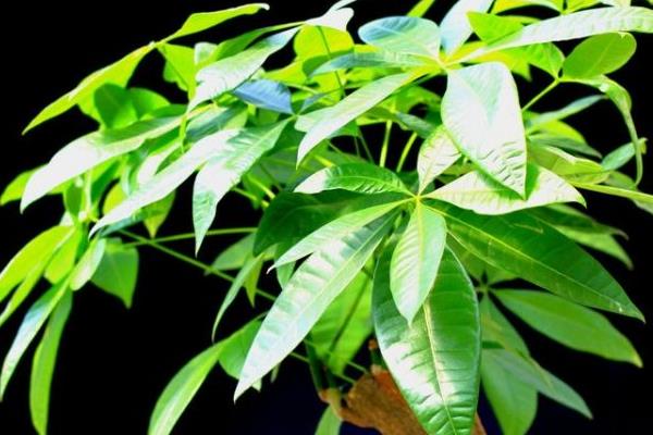 發財樹放在家里哪個位置對風水好 家里養發財樹好嗎