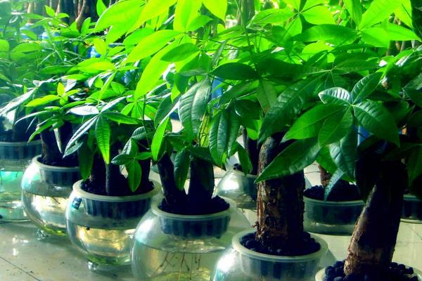 發財樹放在家里哪個位置對風水好 家里養發財樹好嗎