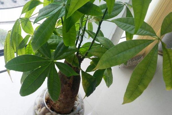 發財樹放在家里哪個位置對風水好 家里養發財樹好嗎