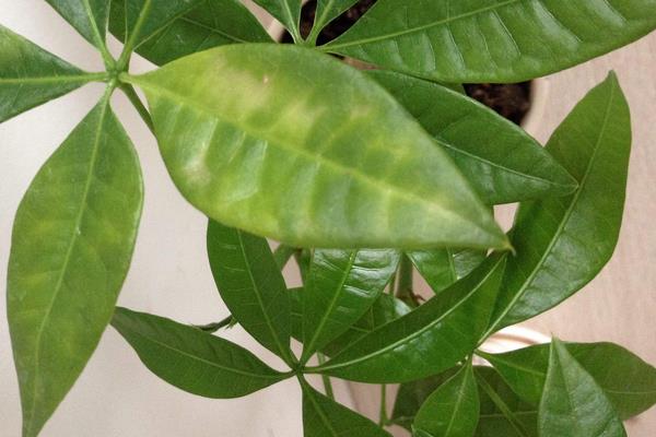 發財樹放在家里哪個位置對風水好 家里養發財樹好嗎