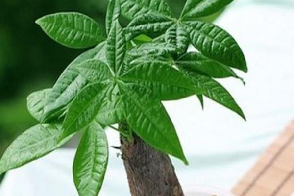 發財樹放在家里哪個位置對風水好 家里養發財樹好嗎