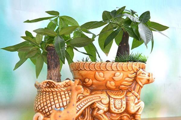 小發財樹怎么養 如何盆栽養好發財樹
