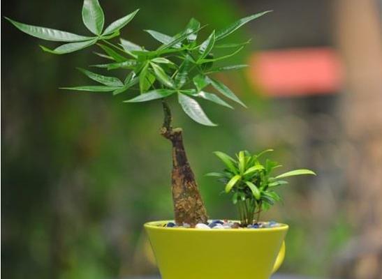 小發財樹怎么養 如何盆栽養好發財樹