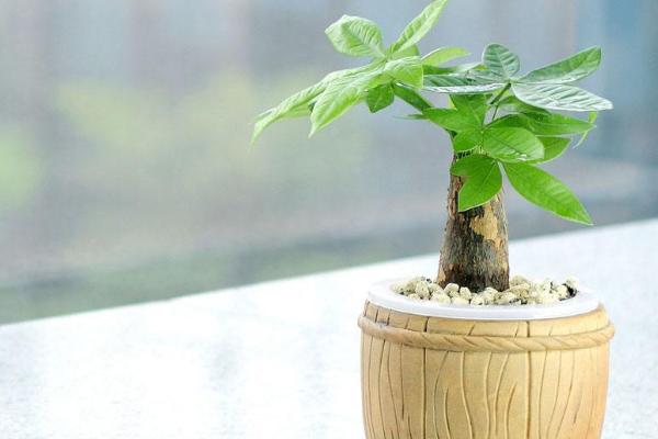 小發財樹怎么養 如何盆栽養好發財樹