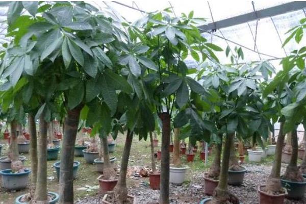 發財樹市場價格多少錢一盆  發財樹的種類