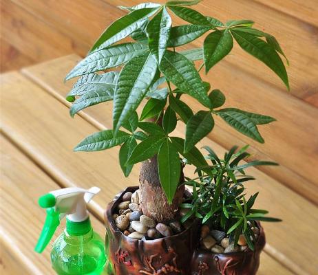 小發財樹怎么養 如何盆栽養好發財樹