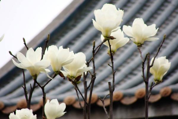 玉蘭花吸甲醛嗎 玉蘭花能放在室內臥室嗎