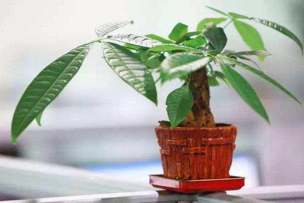 小發財樹怎么養 如何盆栽養好發財樹