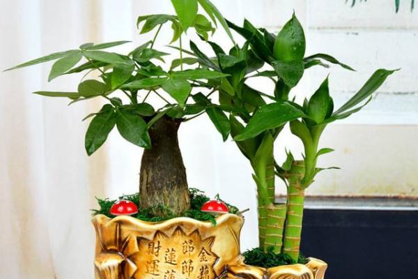 小發財樹怎么養 如何盆栽養好發財樹
