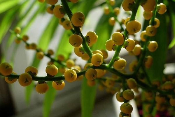 袖珍椰子什么時候開花(幾月) 袖珍椰子開花代表什么寓意