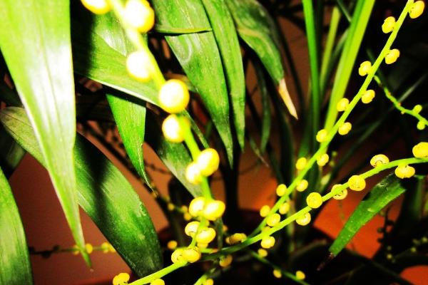 袖珍椰子什么時候開花(幾月) 袖珍椰子開花代表什么寓意