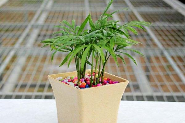 袖珍椰子什么時候開花(幾月) 袖珍椰子開花代表什么寓意