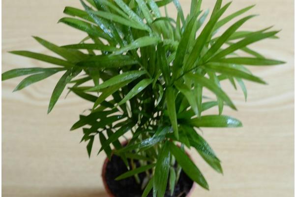 袖珍椰子什么時候開花(幾月) 袖珍椰子開花代表什么寓意