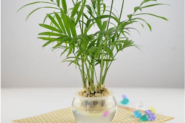 袖珍椰子什么時候開花(幾月) 袖珍椰子開花代表什么寓意