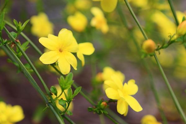 迎春花什么時候開 迎春花花期是幾月