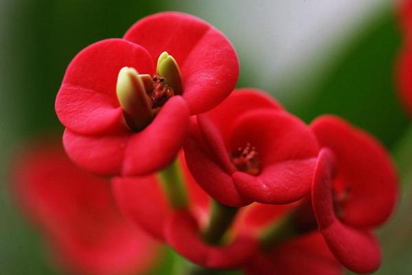 虎刺梅扦插繁殖方法 虎刺梅怎么修剪枝葉