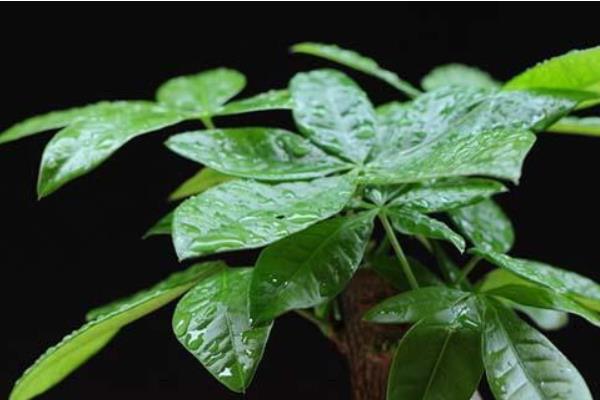 發財樹和搖錢樹的區別是什么  發財樹和招財樹的區別