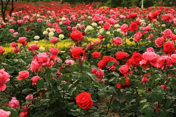 月季怎么修剪造型 月季什么時候種