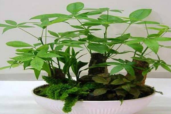 發財樹頭爛了怎么辦 發財樹根部爛了怎么辦