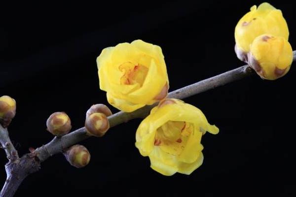 臘梅和普通梅花的區(qū)別是什么 如何調(diào)控臘梅的花期