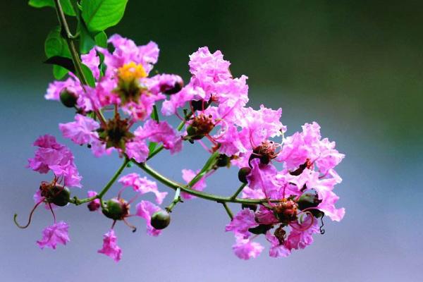 紫薇花功效與作用及禁忌 紫薇花藥用價值