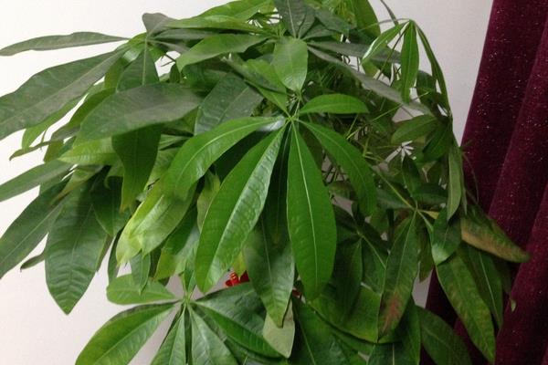 公司店鋪開業送發財樹是送一顆還是兩顆好（風水、寓意）  發財樹送禮的注意事項