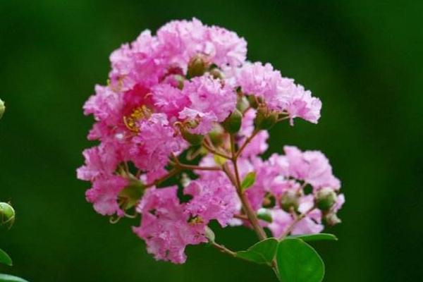 紫薇花功效與作用及禁忌 紫薇花藥用價(jià)值