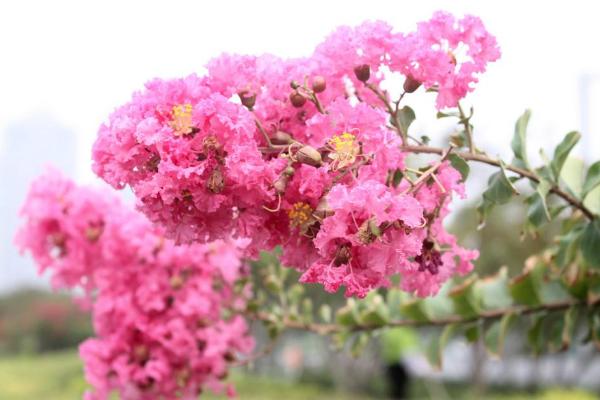 紫薇花功效與作用及禁忌 紫薇花藥用價(jià)值