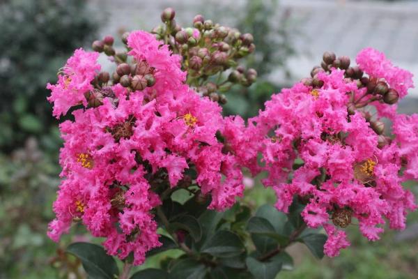 紫薇花功效與作用及禁忌 紫薇花藥用價(jià)值