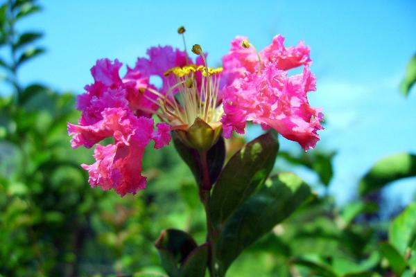 紫薇花功效與作用及禁忌 紫薇花藥用價(jià)值