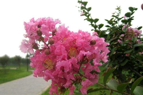 紫薇花功效與作用及禁忌 紫薇花藥用價(jià)值