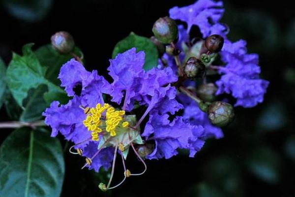 紫薇花功效與作用及禁忌 紫薇花藥用價(jià)值