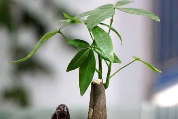 發財樹怎么澆水（多久澆一次）  發財樹怎么施肥