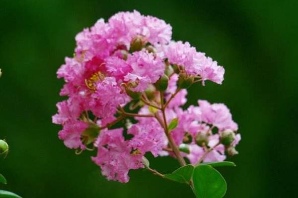 紫薇花圖片大全 紫薇花語(yǔ)及寓意