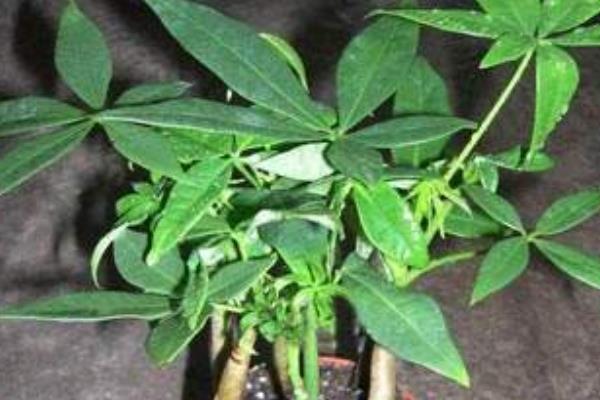 發財樹怎么施肥 發財樹用什么肥料好