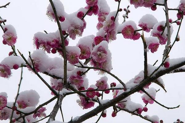 描寫贊美梅花的句子有哪些 梅花像什么