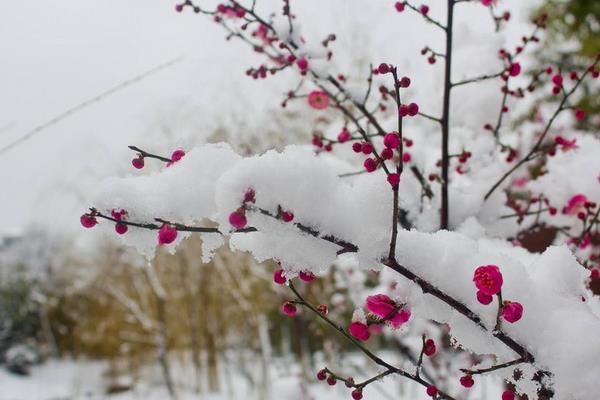 描寫贊美梅花的句子有哪些 梅花像什么