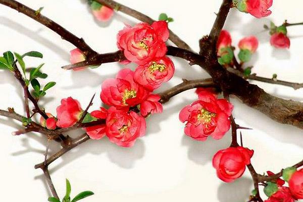 描寫贊美梅花的句子有哪些 梅花像什么