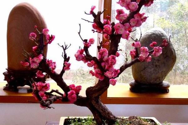 梅花市場價格多少錢一顆  盆栽梅花的種植方法