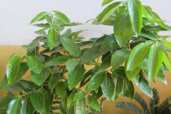 平安樹葉子焉了枯萎怎么辦 平安樹怎么施肥