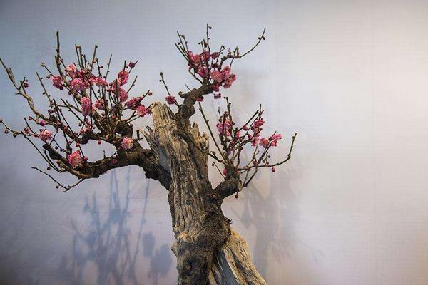 梅花市場價格多少錢一顆 盆栽梅花的種植方法