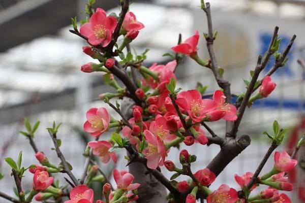 梅花市場價格多少錢一顆 盆栽梅花的種植方法