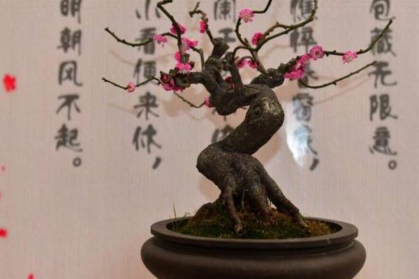 梅花市場價格多少錢一顆 盆栽梅花的種植方法