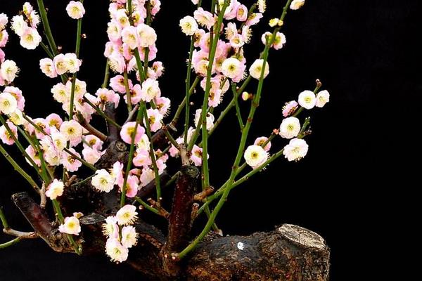 梅花市場價格多少錢一顆 盆栽梅花的種植方法