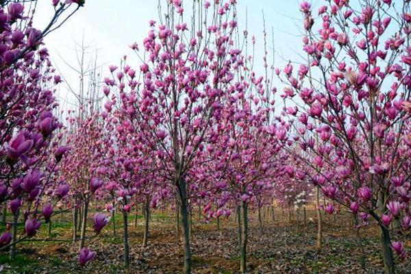 紫玉蘭樹苗市場價格多少錢一顆 紫玉蘭的養(yǎng)殖方法