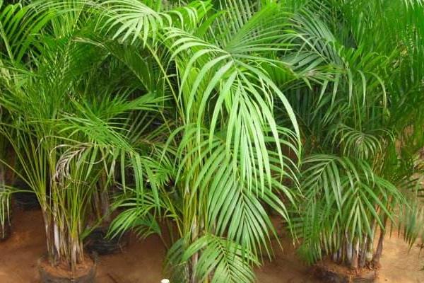 散尾葵種子市場價格多少錢一斤  散尾葵種子怎么種