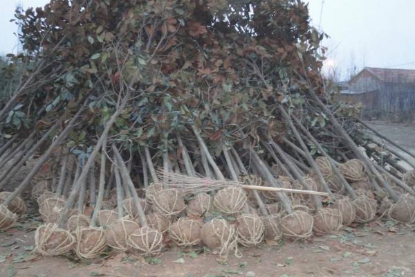 紫玉蘭樹苗市場價格多少錢一顆 紫玉蘭的養(yǎng)殖方法