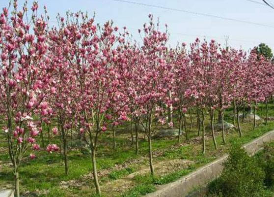 紫玉蘭樹苗市場價格多少錢一顆 紫玉蘭的養(yǎng)殖方法