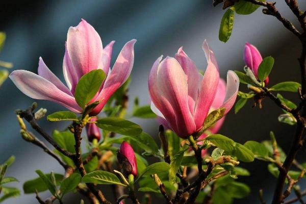 紫玉蘭樹苗市場價格多少錢一顆 紫玉蘭的養(yǎng)殖方法